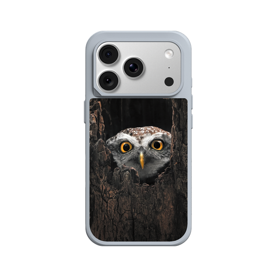 Owl in Tree