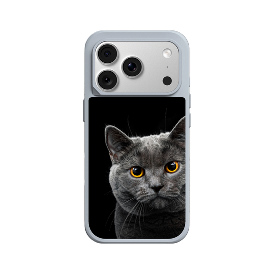 Chat Gris