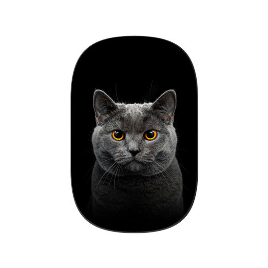 グレーの猫