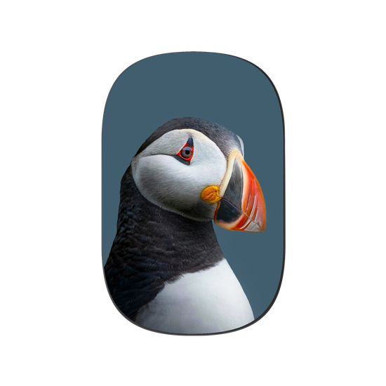 Puffin